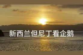 新西兰南岛自驾第三天去但尼丁看企鹅，没有预定看到了夕阳也挺美