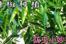 辣椒生虫可别打农药，两样东西配置喷一喷害虫死光光，绿色又安全视频封面