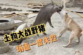 土狗大战野猪，场面一度失控，太精彩了。视频封面