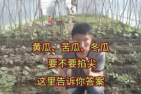 黄瓜、苦瓜、冬瓜要不要掐尖？啥时候掐？别乱掐，这里告诉你答案视频封面