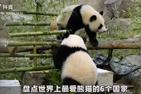 盘点最爱熊猫的六个国家。有你喜欢的吗？😁😁😁视频封面
