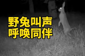 野兔叫声，呼唤同伴视频封面