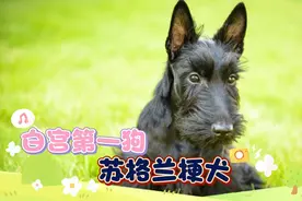 白宫第一狗，苏格兰梗犬