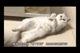 猫咪见到你就“躺下打滚”，是在给你这些暗示。