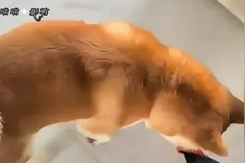 狗狗能卜能和鹦鹉一起养了；