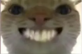 地铁小猫表情包 #