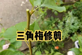 三角梅只长叶不开花，这个难题怎么破？怎么剪才能开好看操作。视频封面