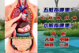 人体内结构五脏六腑图解