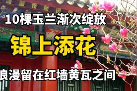 故宫里10棵玉兰渐次绽放 锦上添花 浪漫留在红墙黄瓦之间视频封面