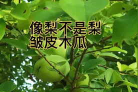 像梨不是梨，种在道路两旁的观赏树—皱皮木瓜！木瓜浑身上下是宝