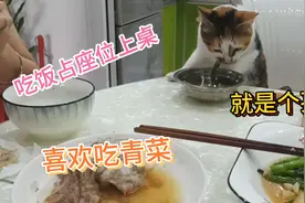 猫咪前世一定是个懂事的孩子，同主人一桌吃饭主人吃啥它就要吃啥