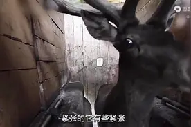 宝中之宝鹿茸 究竟是如何制作的？