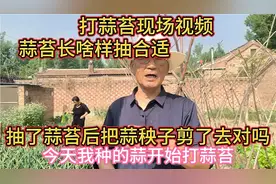打了蒜苔后把蒜秧子剪了去，大蒜的蒜头就长的大吗？看现场视频。视频封面