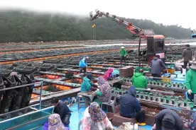 韩国鲍鱼粥，从养殖到加工加工全流程，美味，新鲜#美食加工