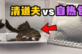 把一只清道夫和自热包关一起！会发生什么事？