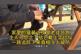 家里的猫最近夜里老往外跑，主人一怒之下给它戴上定位仪，真相～