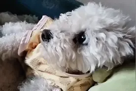 大容量洗衣机洗狗狗垫子太方便了