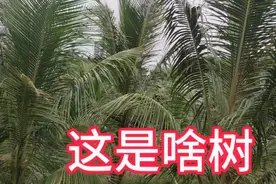 看似一样的两种树，有的结椰子有的结槟榔，北方朋友能分清吗？视频封面