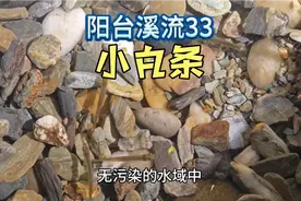 在我阳台溪流里养些小白条鱼，喜欢它们的修长视频封面