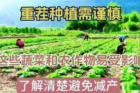 重茬种植需谨慎，这些蔬菜和农作物易受影响，了解清楚避免减产视频封面