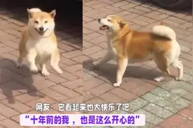 一只会走鬼步的柴犬，时而还蹦蹦跳跳，时而像舞獅子一样蹦哒