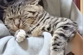 为什么说千万别养狸花猫？追溯它的源头，发现来头真的不小