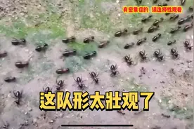 这队形太壮观了，蚂蚁的纪律性很强啊