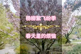 杨柳絮飞纷季，春天里的烦恼，家人们做好防护 #原创视频 #自媒体视频封面