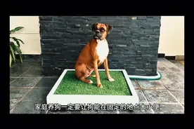 养狗如何让狗在固定地点大小便？外出时狗迟迟不肯大小便怎么办？视频封面