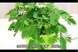 含羞草简介视频封面