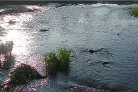 狗怎么喜欢洗澡