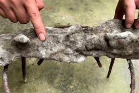 奶奶珍藏了7年的陈年腊肉 全身长满霉斑和污垢 切开一看高兴坏了