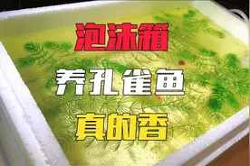 泡沫箱养孔雀鱼是真的香，不用过滤还不用换水视频封面