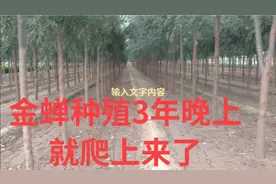 金蝉(知了猴)出土