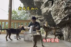 1000块钱买来一只纯种下司犬，战斗力爆棚，放出来就单挑田园犬