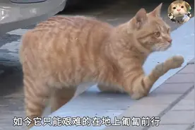 只因偷吃一个鱼干，小猫被人掰断双腿，好在结局很暖心