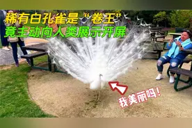 勤快的稀有白孔雀，别的孔雀还在偷懒，它却主动向人类展示开屏视频封面