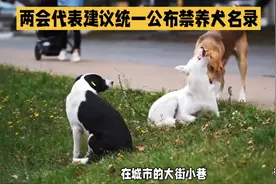 两会声音：统一禁养犬标准，推进文明养犬进程视频封面