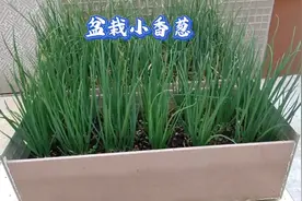 种小香葱细小怎么办？盆栽小香葱做好4点，长得壮，爆盆快视频封面