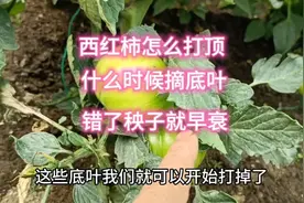 西红柿怎么打顶？底叶什么时候摘？别再做错了，秧子容易早衰视频封面