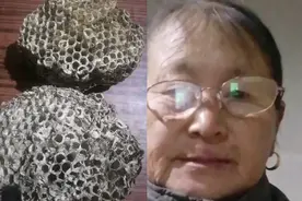 蜂房的功效与作用。视频封面