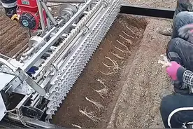 人参种植过程，原来这样种植的！视频封面