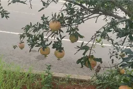 绿化带上的石榴，又可以吃，又可以当风景看，儿子长大适当放手了