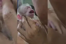 无法想象有只小猴子该多么好玩~