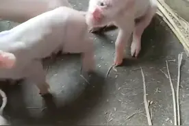 人家说，猪会生象，