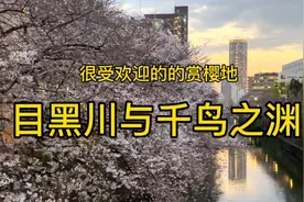 东京的两大知名赏樱地～千鸟渊和目黑川，差异还是很大的。视频封面