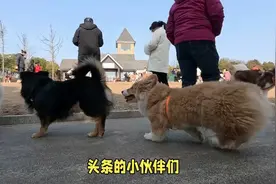 人大代表新声：全国禁养犬名录呼之欲出你的“毛孩子”上榜了吗？视频封面