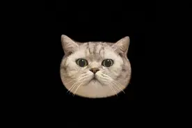 蛋仔头像，喜欢拿走。