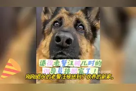 退役警汪被儿时的训导员收养接回了家，开始了他幸福的退休生活！视频封面