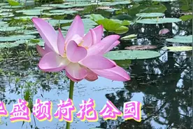灼灼荷花瑞，亭亭出水中。（落花时节又逢君）江晚肆昼夜演唱视频封面